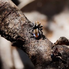 Maratus calcitrans (Kicking peacock spider) at Mulligans Flat - 21 Oct 2020 by DPRees125