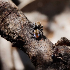 Maratus calcitrans at Jacka, ACT - suppressed