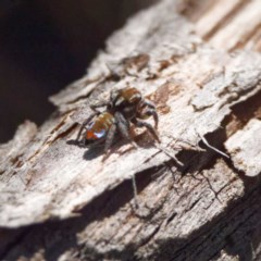 Maratus calcitrans at Jacka, ACT - suppressed