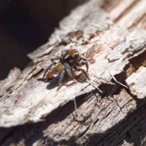 Maratus calcitrans at Jacka, ACT - 21 Oct 2020