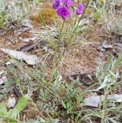 Swainsona sericea (Silky Swainson-Pea) at Hume, ACT - 20 Oct 2020 by DJohnson