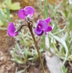 Swainsona sericea at Hume, ACT - 20 Oct 2020