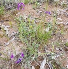 Swainsona sericea at Hume, ACT - 20 Oct 2020