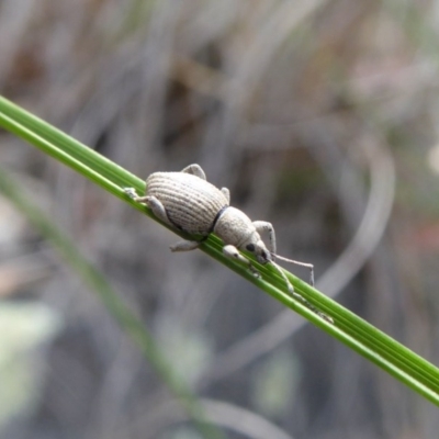 Merimnetes oblongus (Radiata pine shoot weevil) at Rugosa - 21 Oct 2020 by SenexRugosus