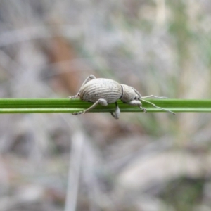 Merimnetes oblongus at Yass River, NSW - 21 Oct 2020