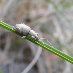 Merimnetes oblongus at Yass River, NSW - 21 Oct 2020