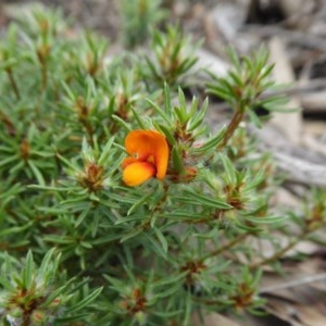 Pultenaea subspicata at Yass River, NSW - 21 Oct 2020