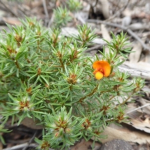 Pultenaea subspicata at Yass River, NSW - 21 Oct 2020