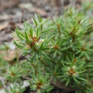 Pultenaea subspicata at Yass River, NSW - 21 Oct 2020