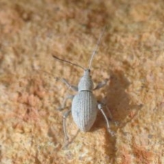 Merimnetes oblongus (Radiata pine shoot weevil) at Acton, ACT - 13 Oct 2020 by Christine