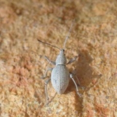 Merimnetes oblongus (Radiata pine shoot weevil) at ANBG South Annex - 12 Oct 2020 by Christine