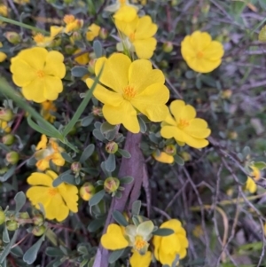 Hibbertia obtusifolia at Hughes, ACT - 20 Oct 2020 07:21 PM