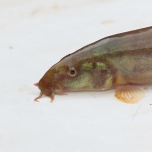 Misgurnus anguillicaudatus at Fyshwick, ACT - 21 Oct 2020