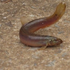 Misgurnus anguillicaudatus at Fyshwick, ACT - 21 Oct 2020