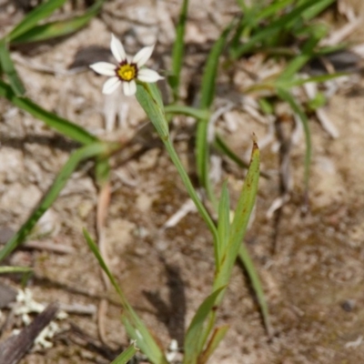 Sisyrinchium rosulatum (Scourweed) at Mulligans Flat - 21 Oct 2020 by DPRees125