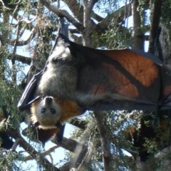 Pteropus poliocephalus (Grey-headed Flying-fox) at Commonwealth & Kings Parks - 21 Oct 2020 by AdventureGirl