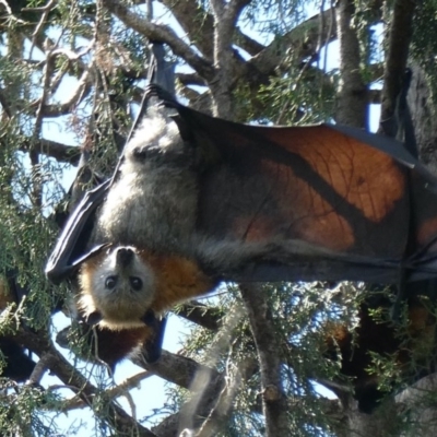 Pteropus poliocephalus (Grey-headed Flying-fox) at Parkes, ACT - 21 Oct 2020 by AdventureGirl