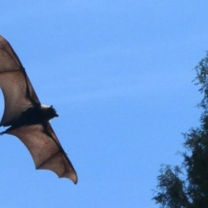 Pteropus poliocephalus at Parkes, ACT - 21 Oct 2020