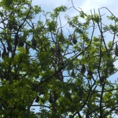 Pteropus poliocephalus at Parkes, ACT - 21 Oct 2020