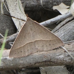 Epidesmia chilonaria at Black Range, NSW - 21 Oct 2020