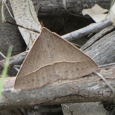 Epidesmia chilonaria (Golden-winged Epidesmia) at Black Range, NSW - 21 Oct 2020 by StephH