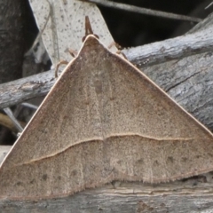 Epidesmia chilonaria at Black Range, NSW - 21 Oct 2020