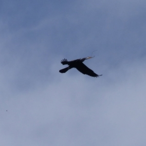 Anhinga novaehollandiae at Bega, NSW - 21 Oct 2020 09:47 AM