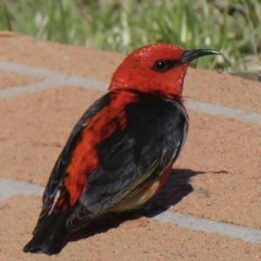 Myzomela sanguinolenta (Scarlet Honeyeater) at Bega, NSW - 21 Oct 2020 by StephH