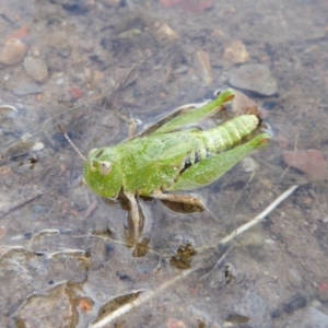 Perala viridis at Yass River, NSW - 21 Oct 2020