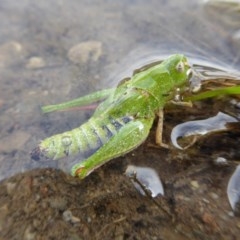 Perala viridis at Yass River, NSW - 21 Oct 2020