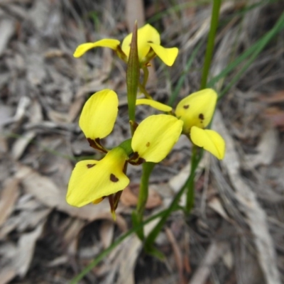 Diuris sulphurea (Tiger Orchid) at Yass River, NSW - 21 Oct 2020 by SenexRugosus