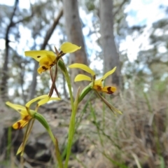 Diuris sulphurea at Yass River, NSW - suppressed