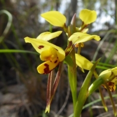 Diuris sulphurea at Yass River, NSW - suppressed