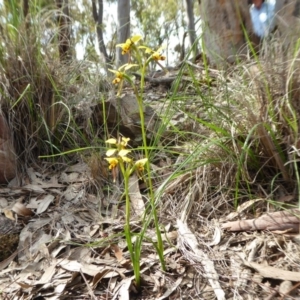 Diuris sulphurea at Yass River, NSW - suppressed