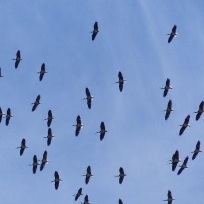 Threskiornis spinicollis (Straw-necked Ibis) at Bega, NSW - 21 Oct 2020 by MatthewHiggins