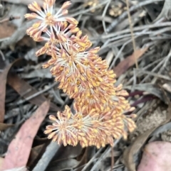 Lomandra multiflora (Many-flowered Matrush) at Burra, NSW - 20 Oct 2020 by Safarigirl