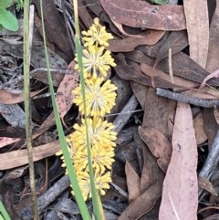 Lomandra multiflora (Many-flowered Matrush) at Burra, NSW - 20 Oct 2020 by Safarigirl