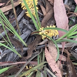 Lomandra multiflora at Burra, NSW - 20 Oct 2020