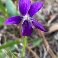 Viola betonicifolia (Mountain Violet) at Burra, NSW - 20 Oct 2020 by Safarigirl