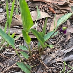 Viola betonicifolia at Burra, NSW - 20 Oct 2020