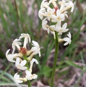 Stackhousia monogyna at Burra, NSW - 20 Oct 2020