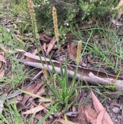 Plantago gaudichaudii (Narrow Plantain) at Burra, NSW - 20 Oct 2020 by Safarigirl