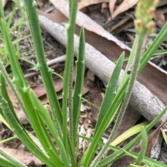 Plantago gaudichaudii at Burra, NSW - 20 Oct 2020