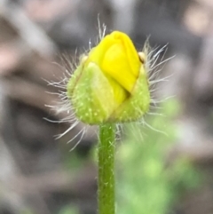 Ranunculus sp. (Buttercup) at Burra, NSW - 20 Oct 2020 by Safarigirl