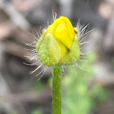 Ranunculus sp. (Buttercup) at Burra, NSW - 20 Oct 2020 by Safarigirl