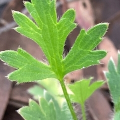 Ranunculus sp. at Burra, NSW - 20 Oct 2020