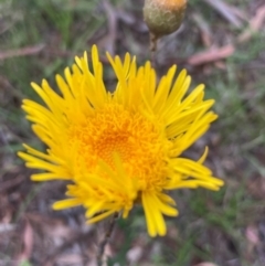 Podolepis jaceoides (Showy Copper-wire Daisy) at Burra, NSW - 20 Oct 2020 by Safarigirl