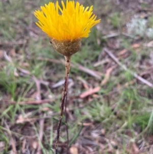 Podolepis jaceoides at Burra, NSW - 20 Oct 2020