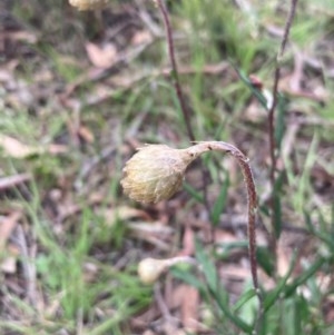 Podolepis jaceoides at Burra, NSW - 20 Oct 2020