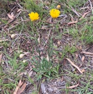 Podolepis jaceoides at Burra, NSW - 20 Oct 2020